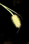 Cattail sedge